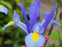 Iris hollandica Sky Beauty